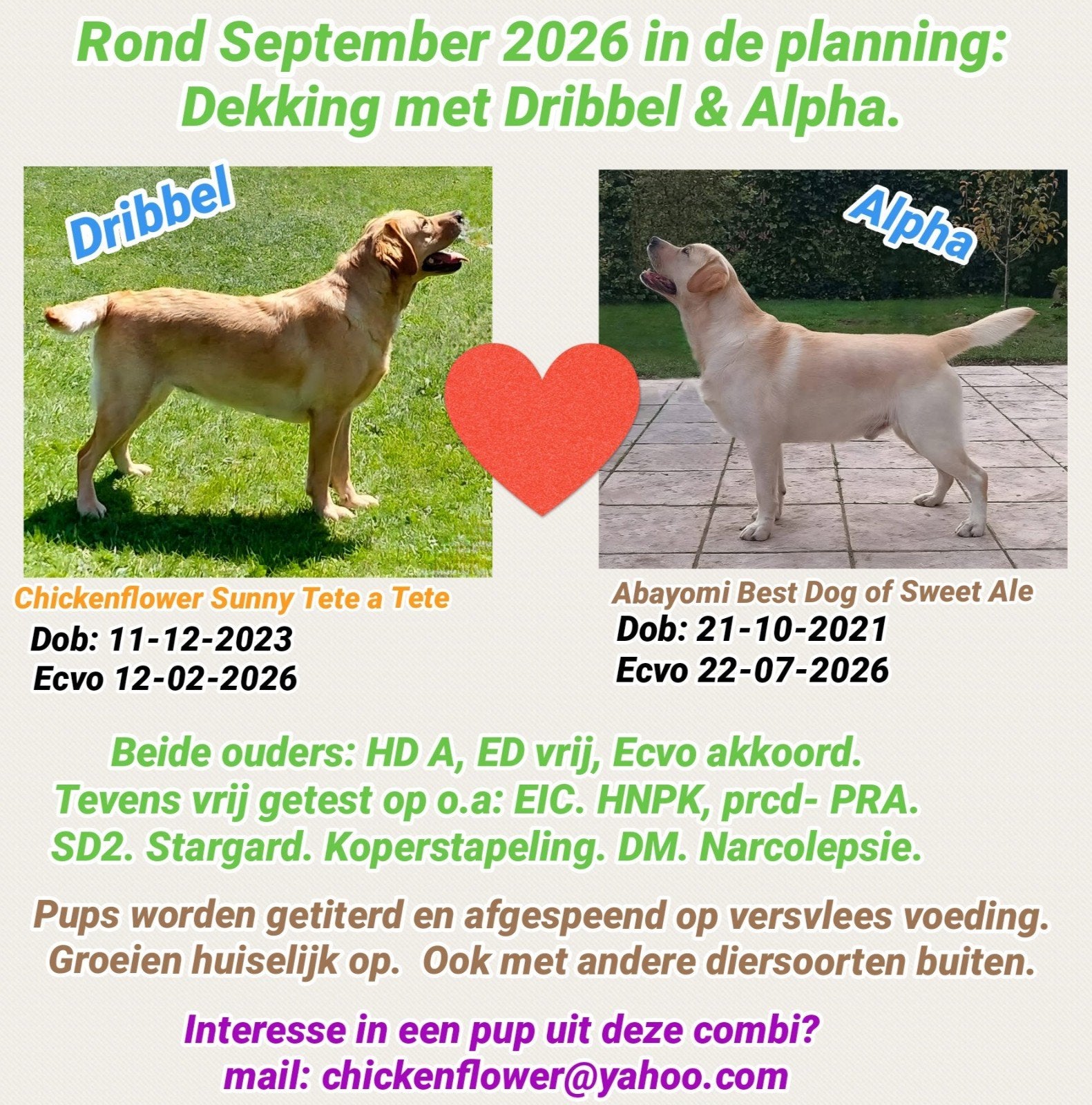 Dekking 2x Gele Labrador in de planning., Parvo, 8 tot 15 weken, Teef, Labrador retriever
