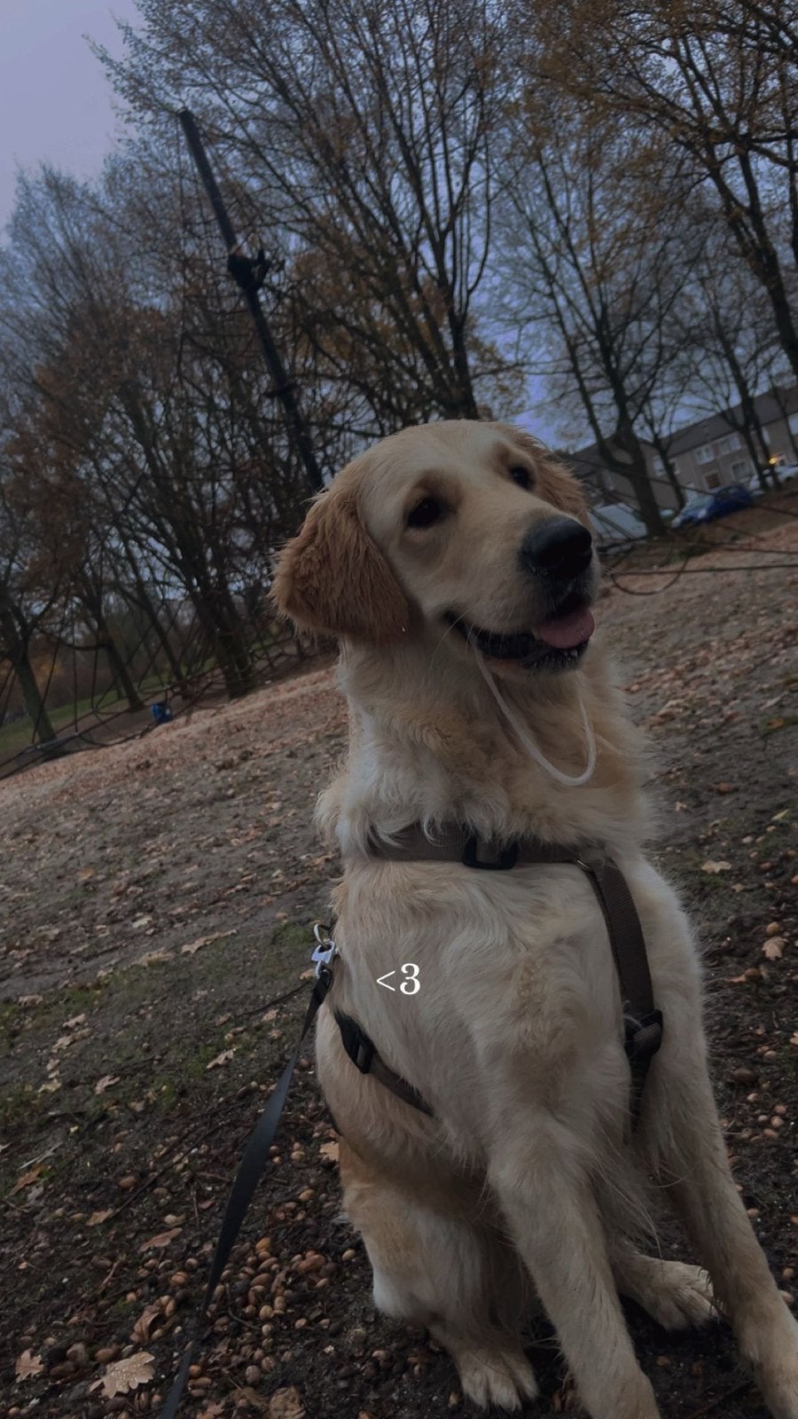 Golden retriever teef, Teef, Eén hond, Nederland, Particulier