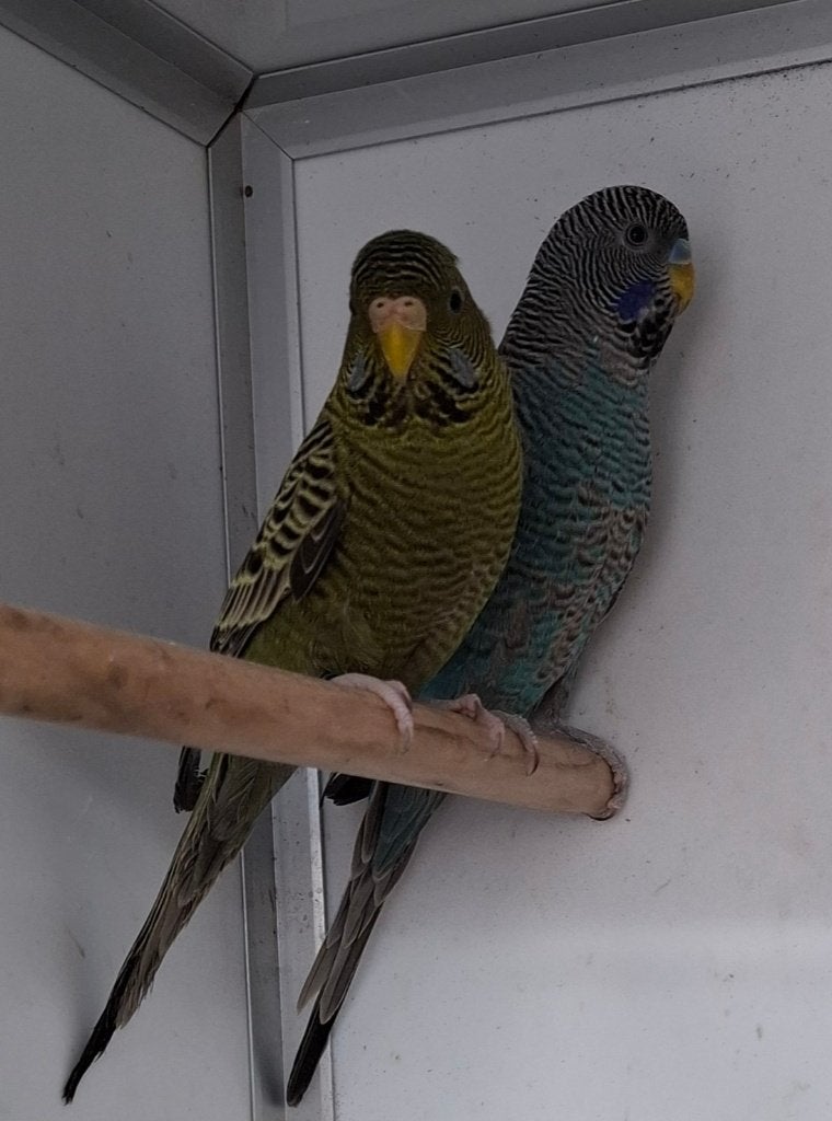Black Face parkieten koppel, Dieren en Toebehoren, Meerdere dieren, Parkiet, Geringd