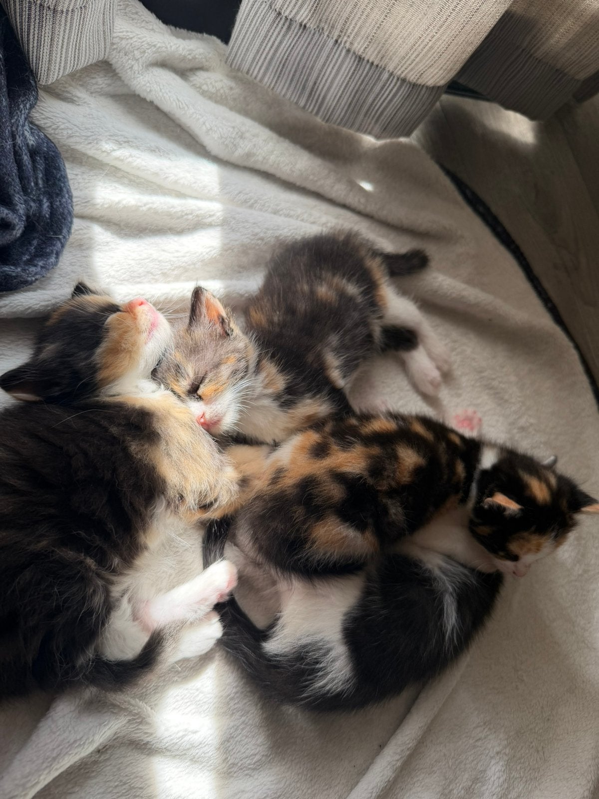 Kittens tekoop, Meerdere dieren