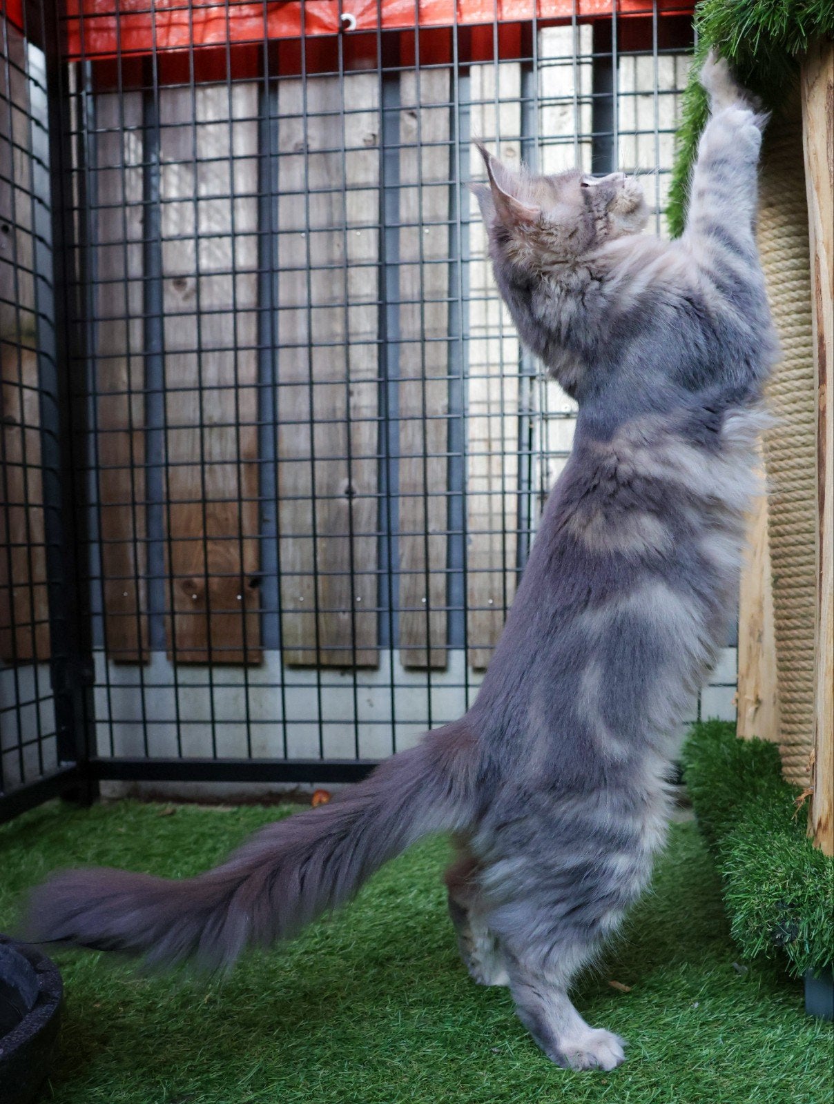 Prachtig Maine Coon Poesje Met Stamboom!, Poes, Met stamboom, 0 tot 2 jaar