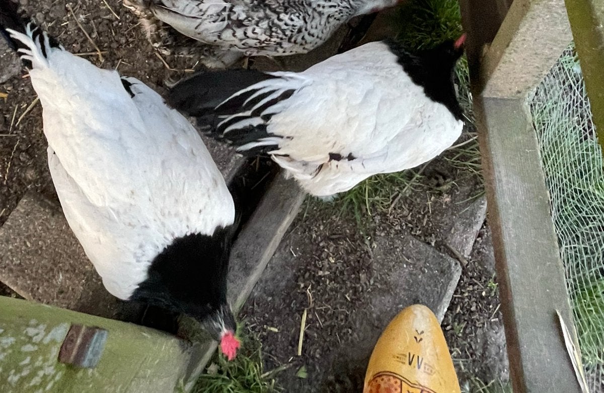 Twee 2 zwart witte kippen lakenvelder, Dieren en Toebehoren, Pluimvee, Vrouwelijk, Kip