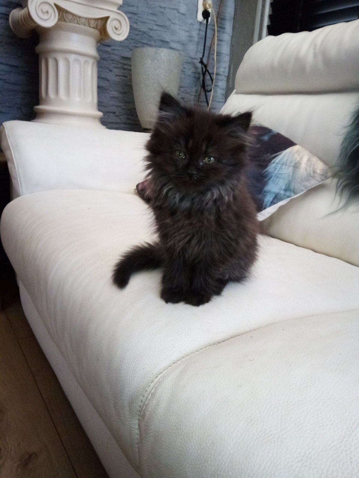 Kitten kruising bleupoint heilige birmaan Britse langhaar, Meerdere dieren