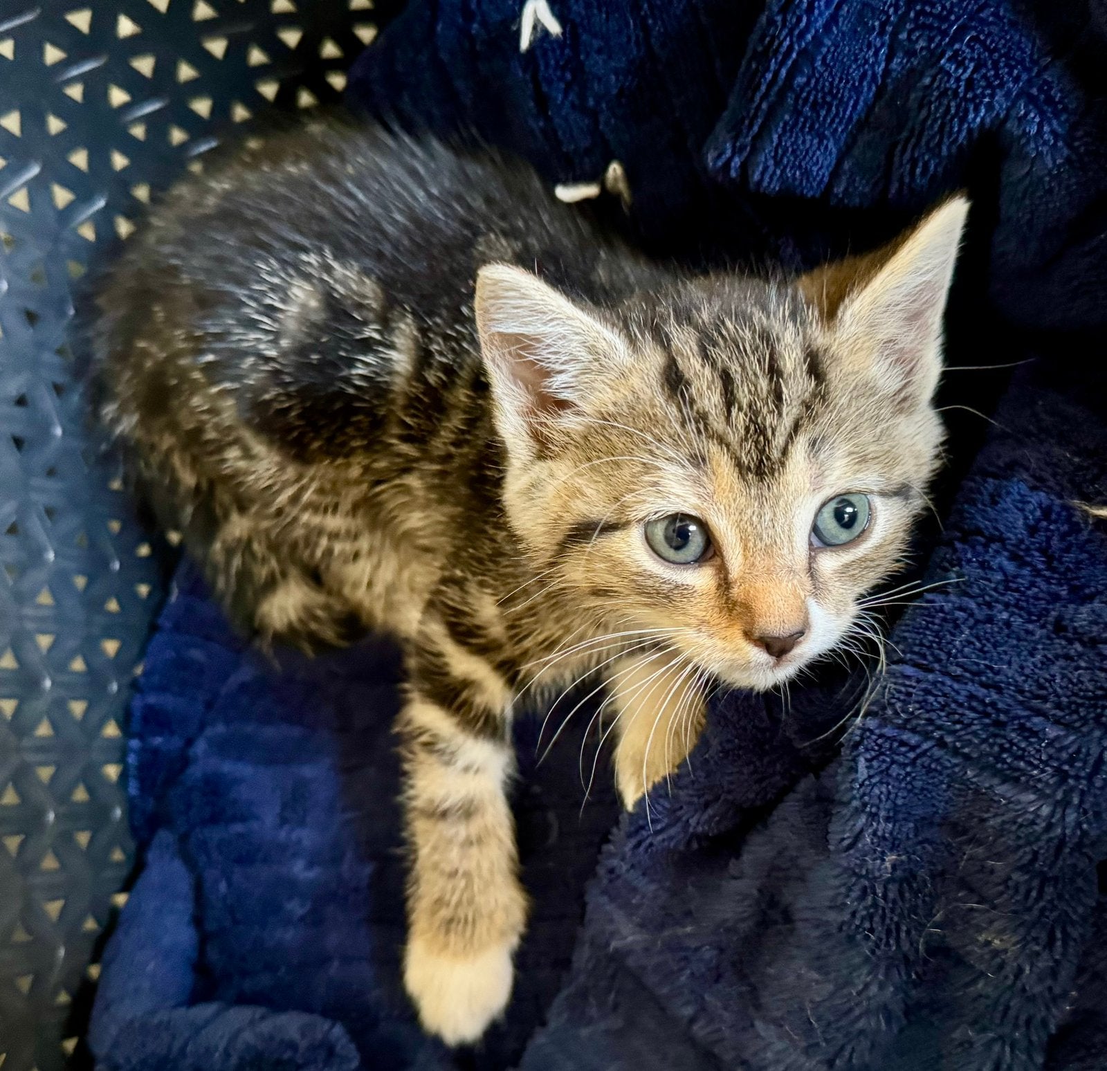 gereserveerd Europese korthaar Tabby poezen (4 verkocht), Dieren en Toebehoren, Meerdere dieren, Ontwormd, 0 tot 2 jaar