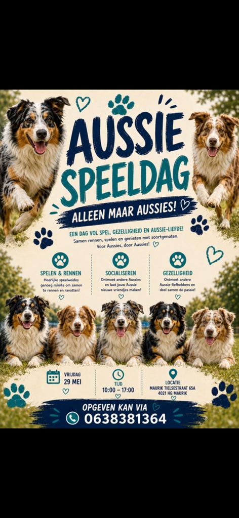 Speel middag voor aussies, Diensten en Vakmensen, Dieren | Honden | Verzorging, Oppas en Les, Pension of Dagopvang