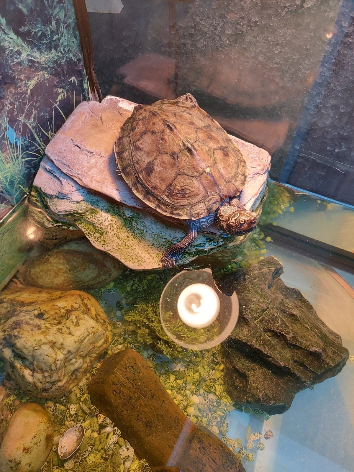 Wij zoeken een nieuw huis voor onze lieve schildpad Harrie Turtle photo 2