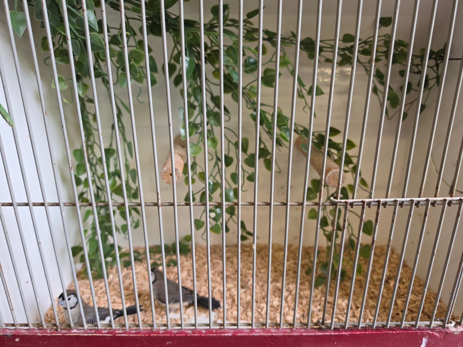 3-3 Bichenows €50,- per koppel, Meerdere dieren