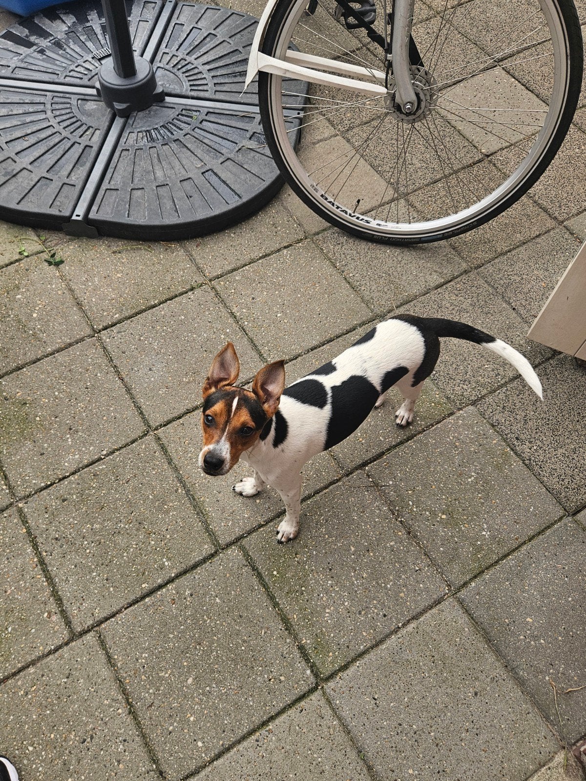pepper ik ben een boerenfox, 15 weken tot 1 jaar, Teef, Parvo, Eén hond