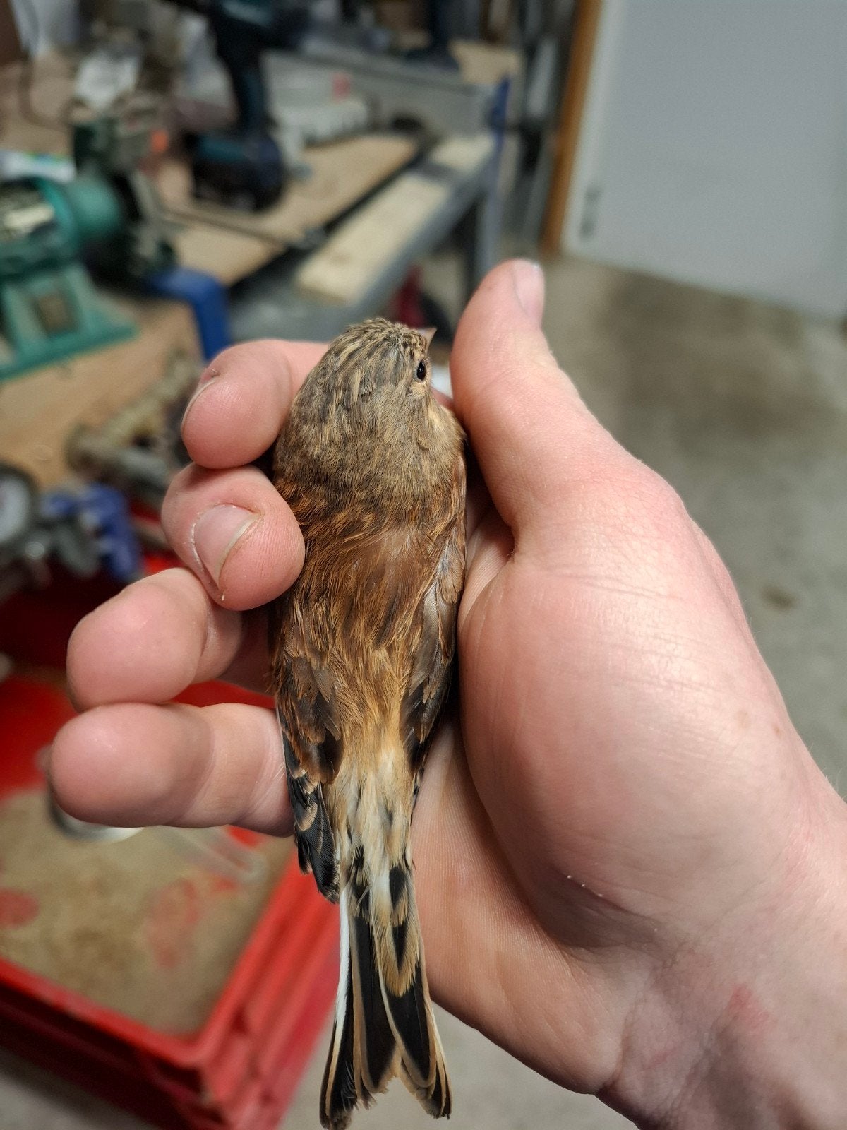 Koppel kneuen, Dieren en Toebehoren, Vogels | Overige Vogels, Meerdere dieren, Wildzangvogel, Geringd