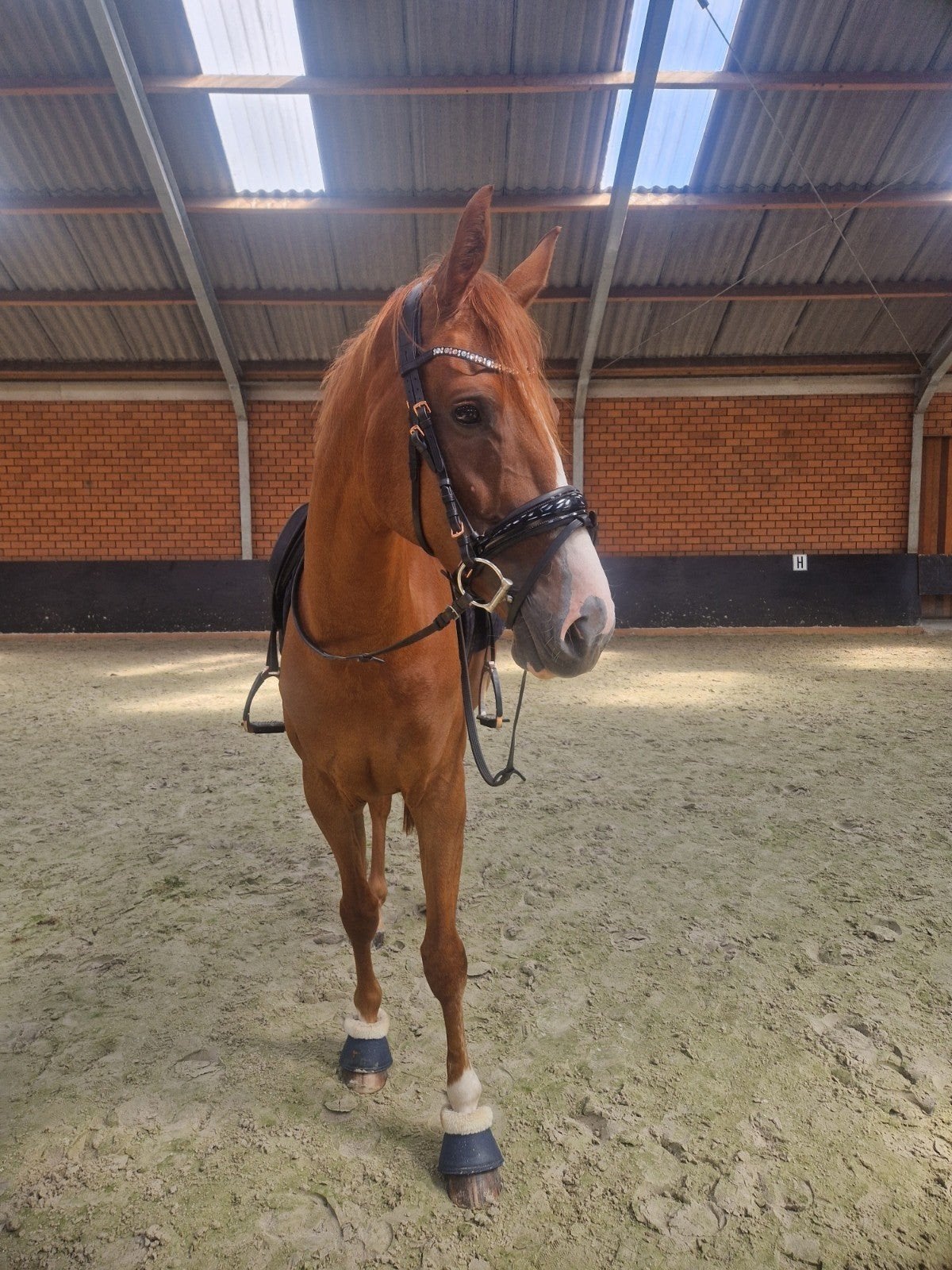 drachtige dressuur merrie te koop voor een 5 sterren huisje, Merrie, L, 170 tot 175 cm, Dressuurpaard