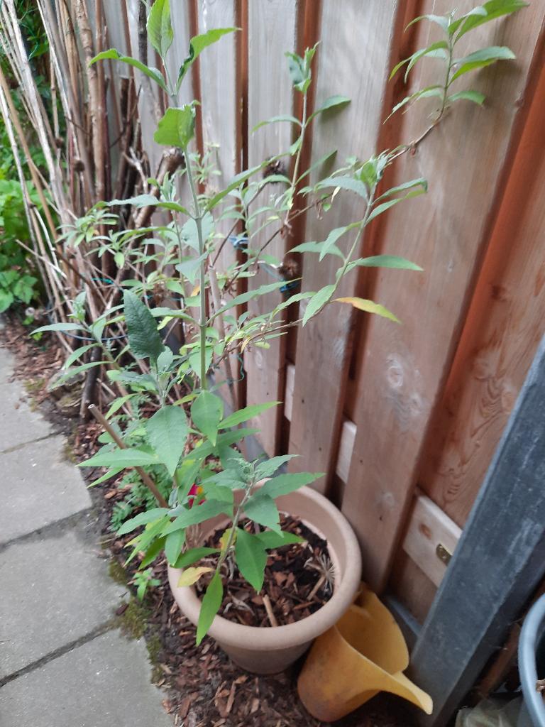Vlinderplanten groot en klein en andere planten voor weinig!, Tuin en Terras, Ophalen of Verzenden, Overige soorten, Volle zon