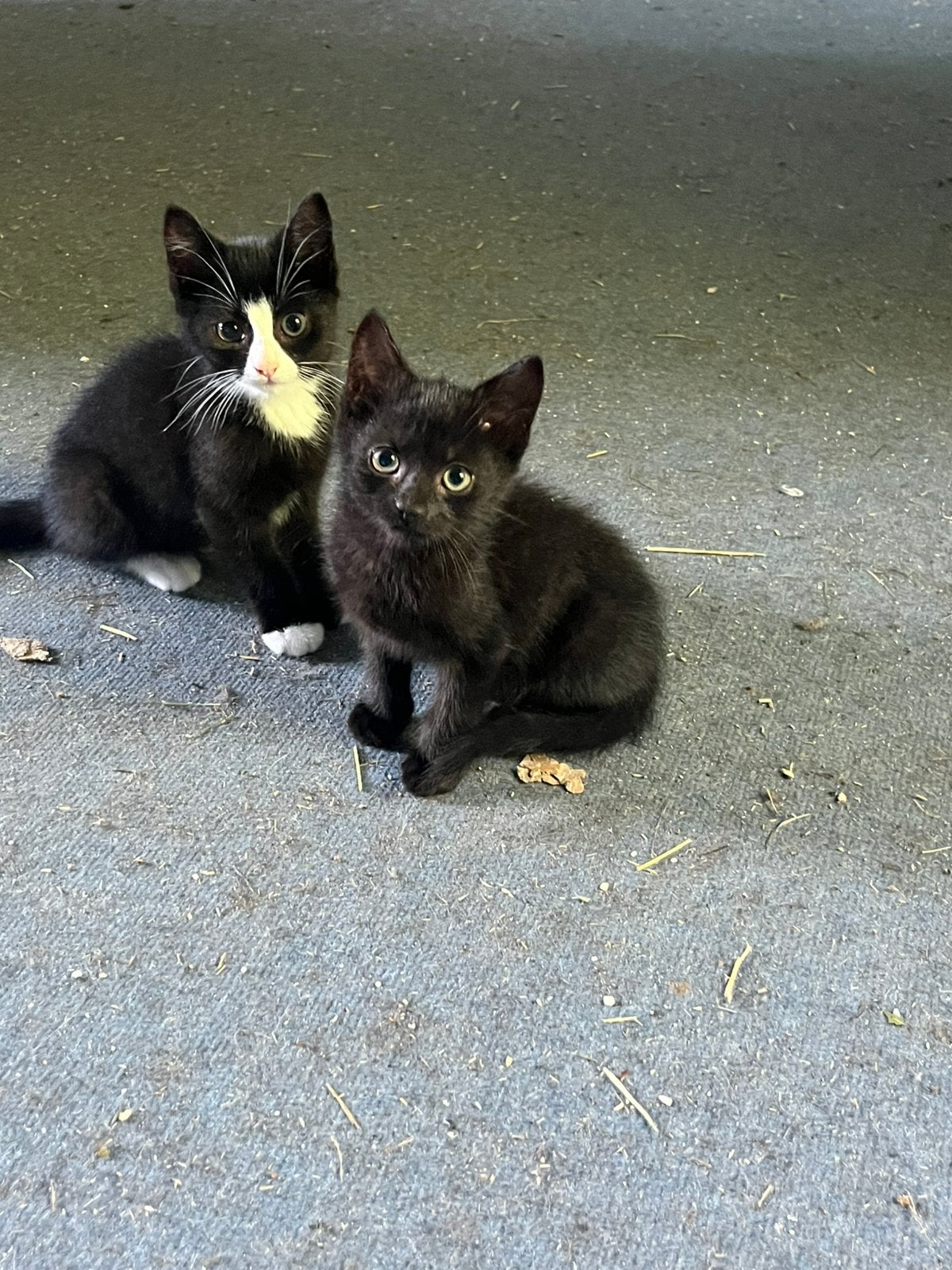 Kittens te koop, Dieren en Toebehoren, Katten en Kittens | Overige Katten, Meerdere dieren