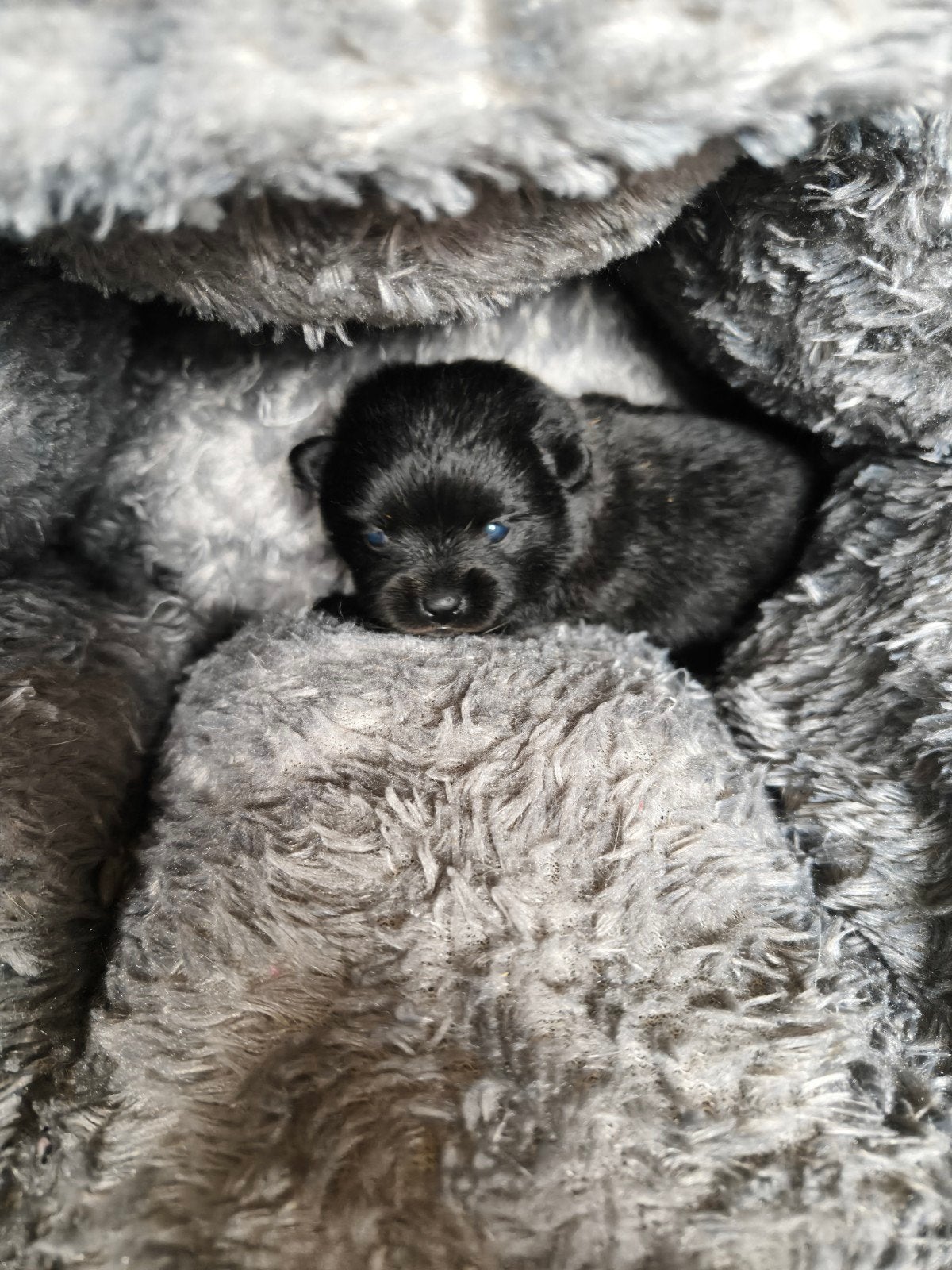 prachtige pomchi pups, Dieren en Toebehoren, Overige rassen, CDV (hondenziekte), 8 tot 15 weken, Meerdere
