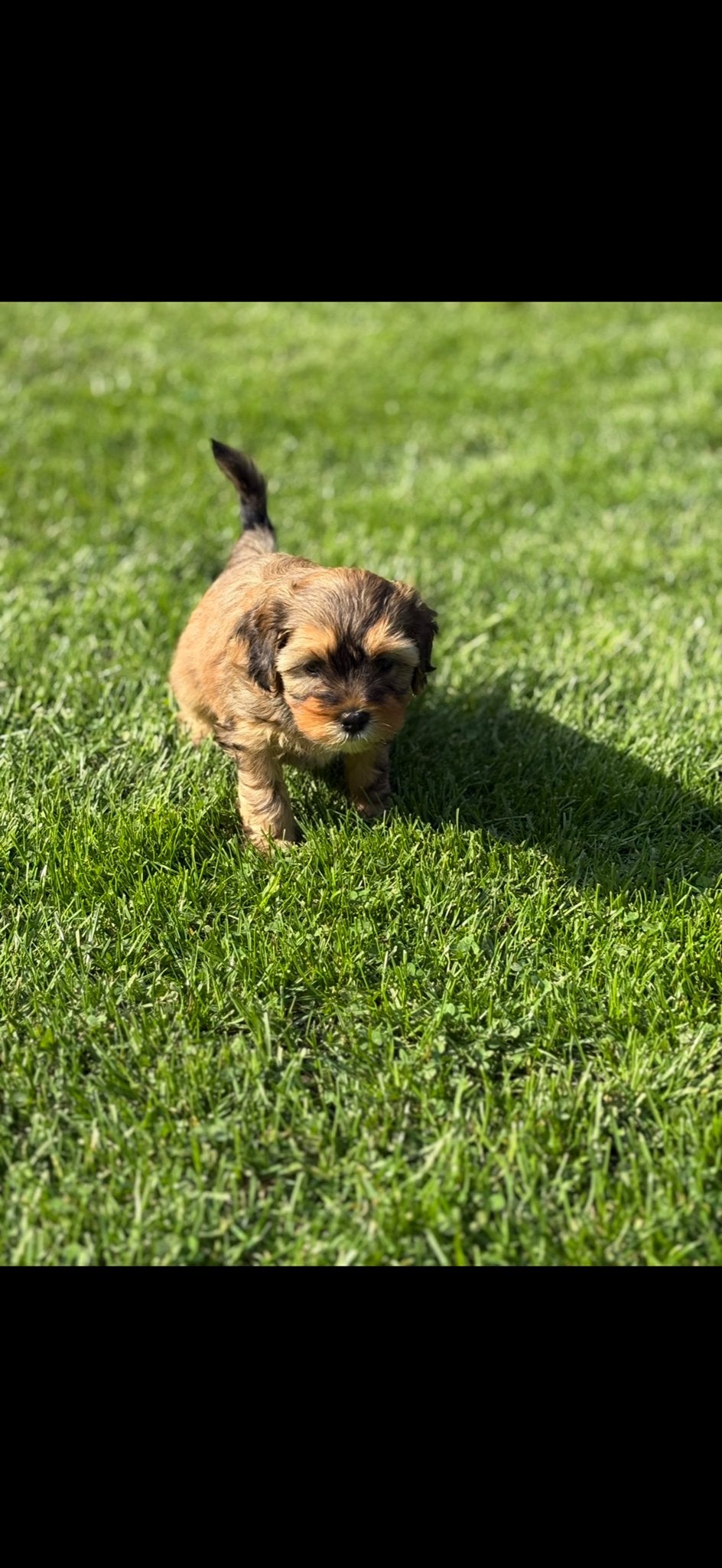 Boomer pups, Meerdere, Meerdere dieren, Klein, Nederland