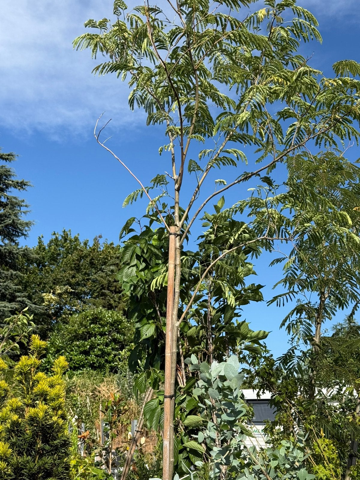 Albizia slaapbomen ital import lang 300 cm stam 11 cm  3st, Tuin en Terras, Planten | Bomen, Overige soorten, 250 tot 400 cm, Zomer