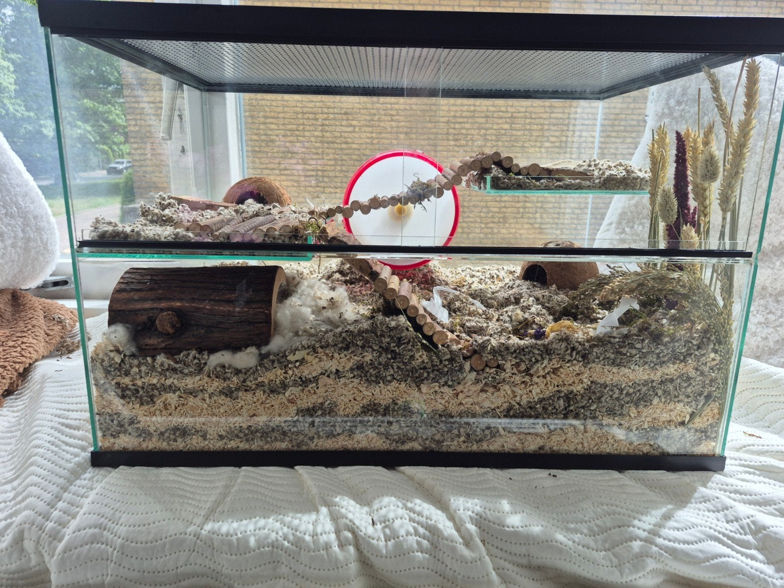Hamster terrarium ingericht, Ophalen, Hok, Hamster, Minder dan 60 cm