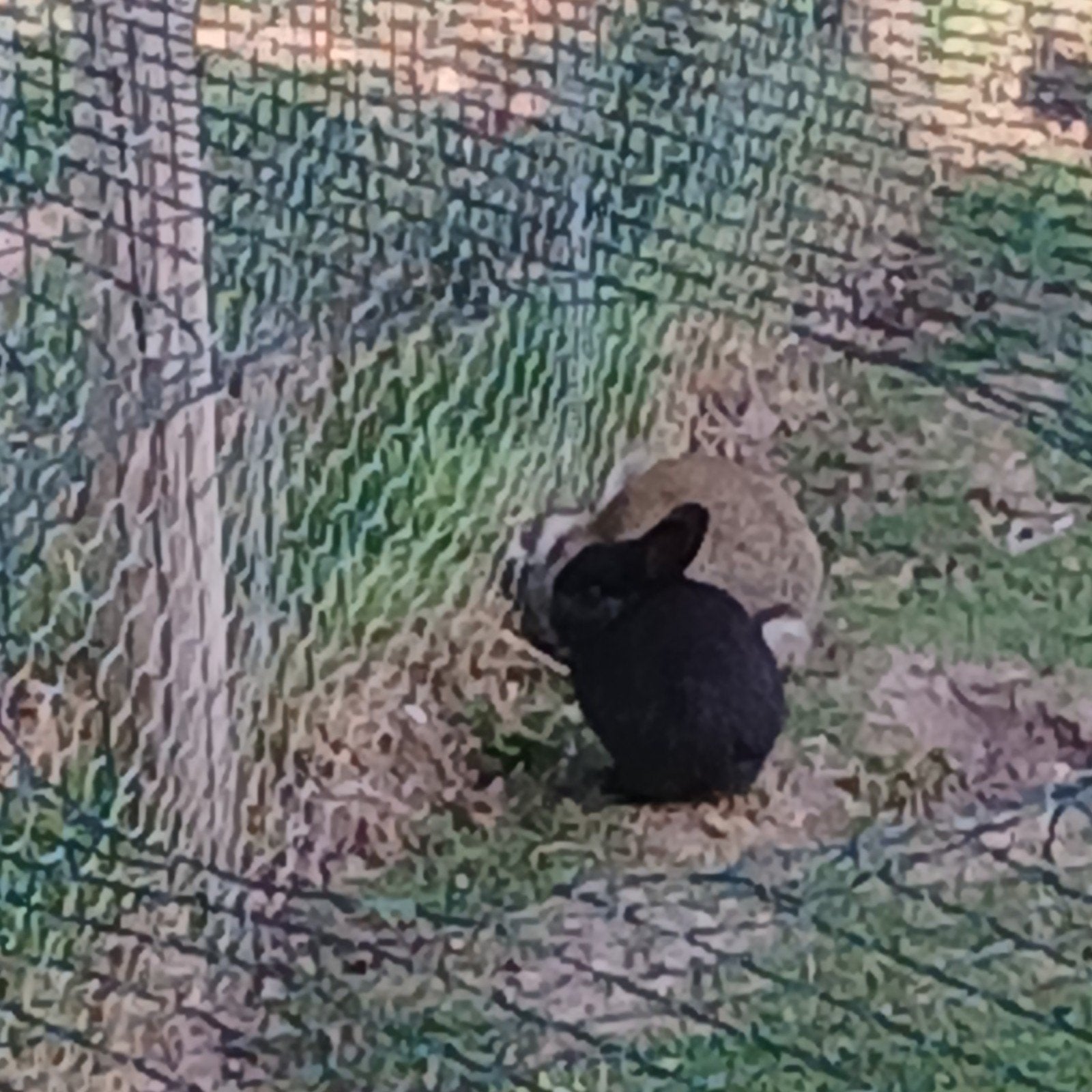 leuke schattige dwerg konijntjes te koop, Dieren en Toebehoren, Ophalen, Overige typen