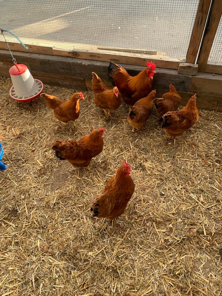 New Hampshire en hollandse kriel Broedeieren, Dieren en Toebehoren, Pluimvee, Geslacht onbekend, Kip