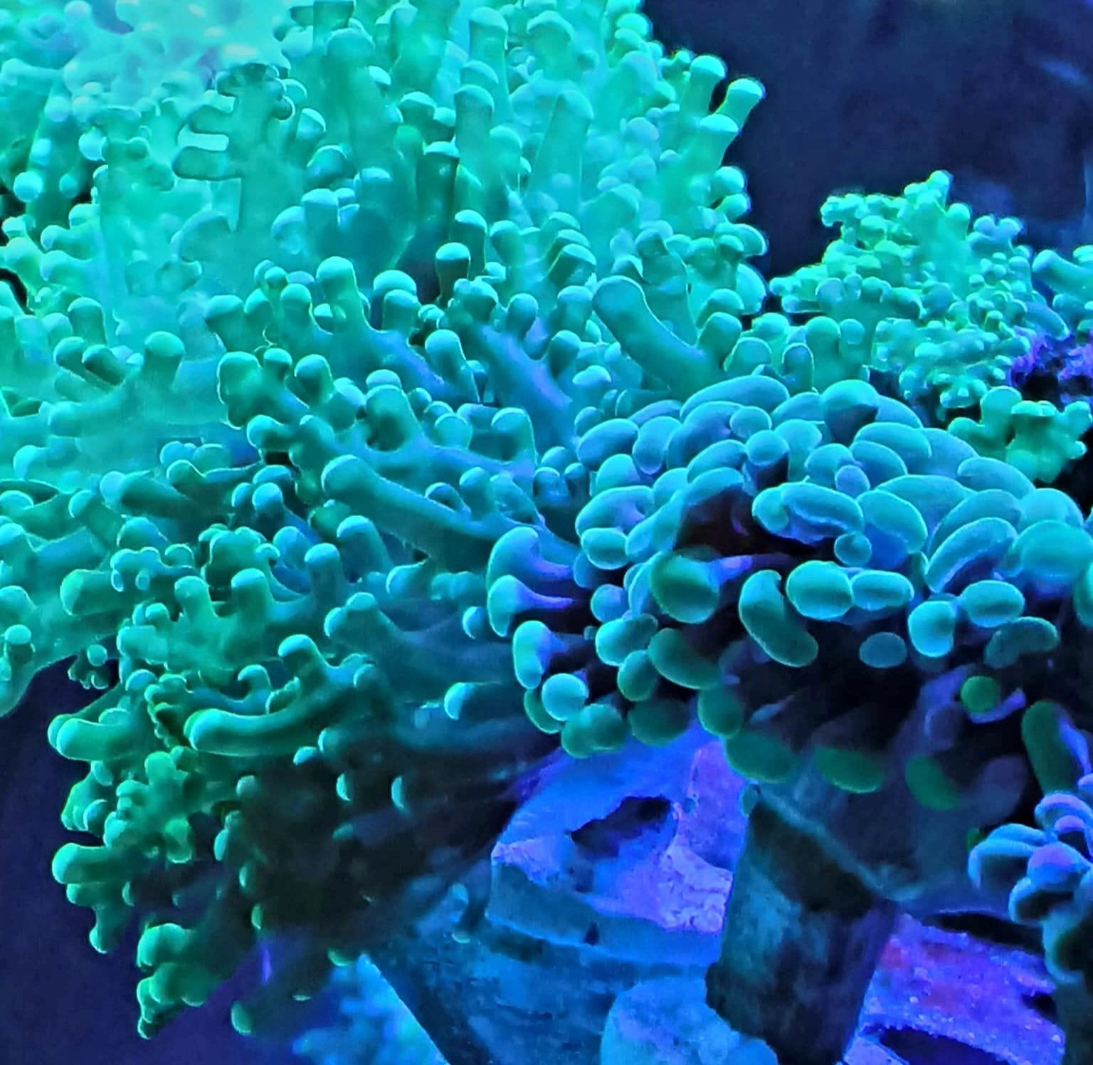 euphyllia druif en hamer koraal stekken, Ophalen, Plant(en), Steen of Hout