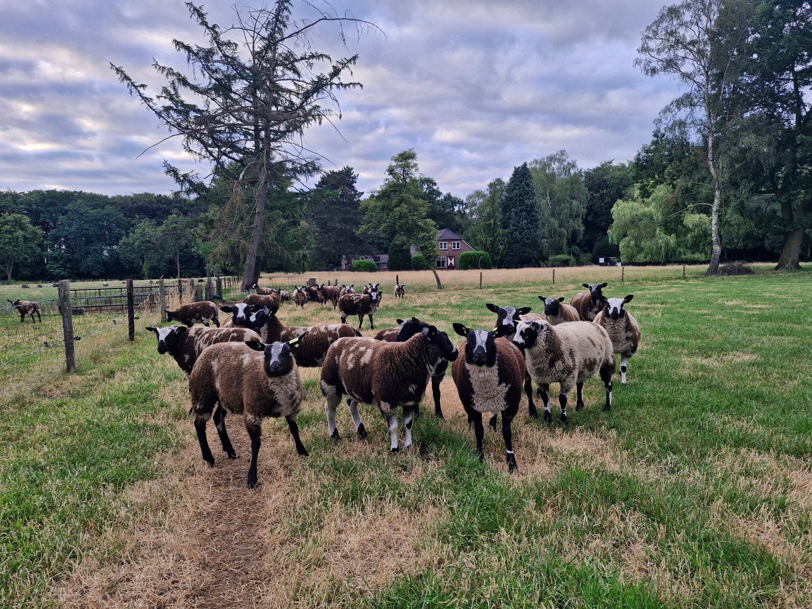 Bonte ooilammeren en ram lammeren, Dieren en Toebehoren, Schapen, Geiten en Varkens, Meerdere dieren, Schaap
