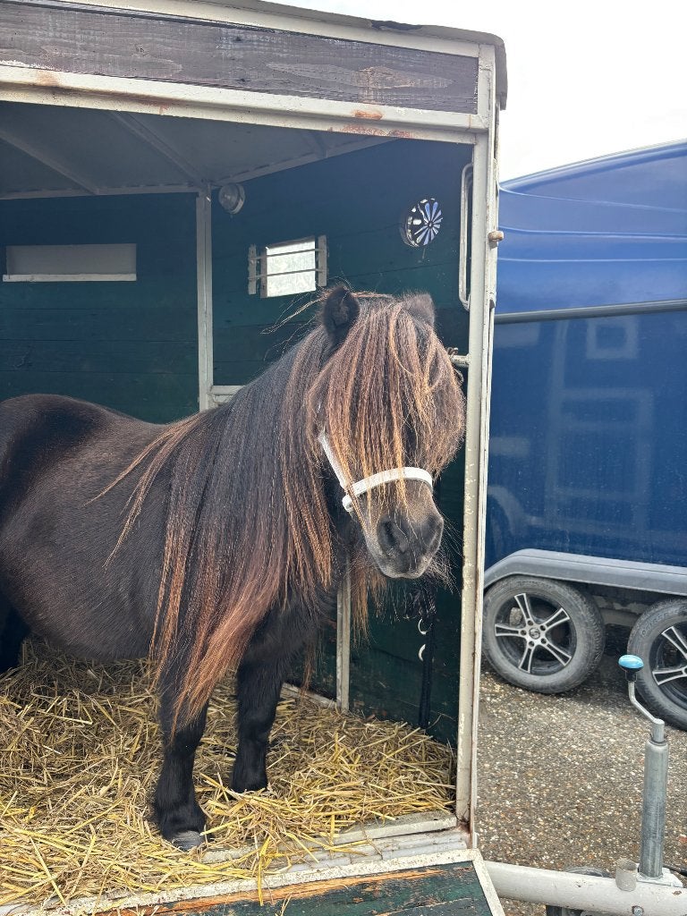 Stalling shetlandpony gezocht, Dieren en Toebehoren, Stalling, 1 paard of pony