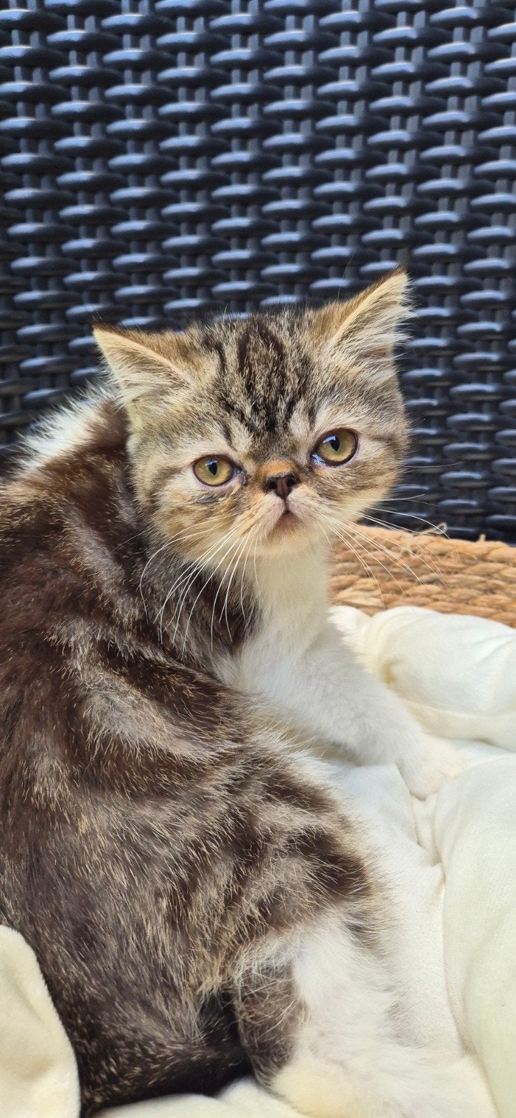 Prachtige Exotic Shorthair kater bruin tabby met wit, Dieren en Toebehoren, Kater, Ontwormd