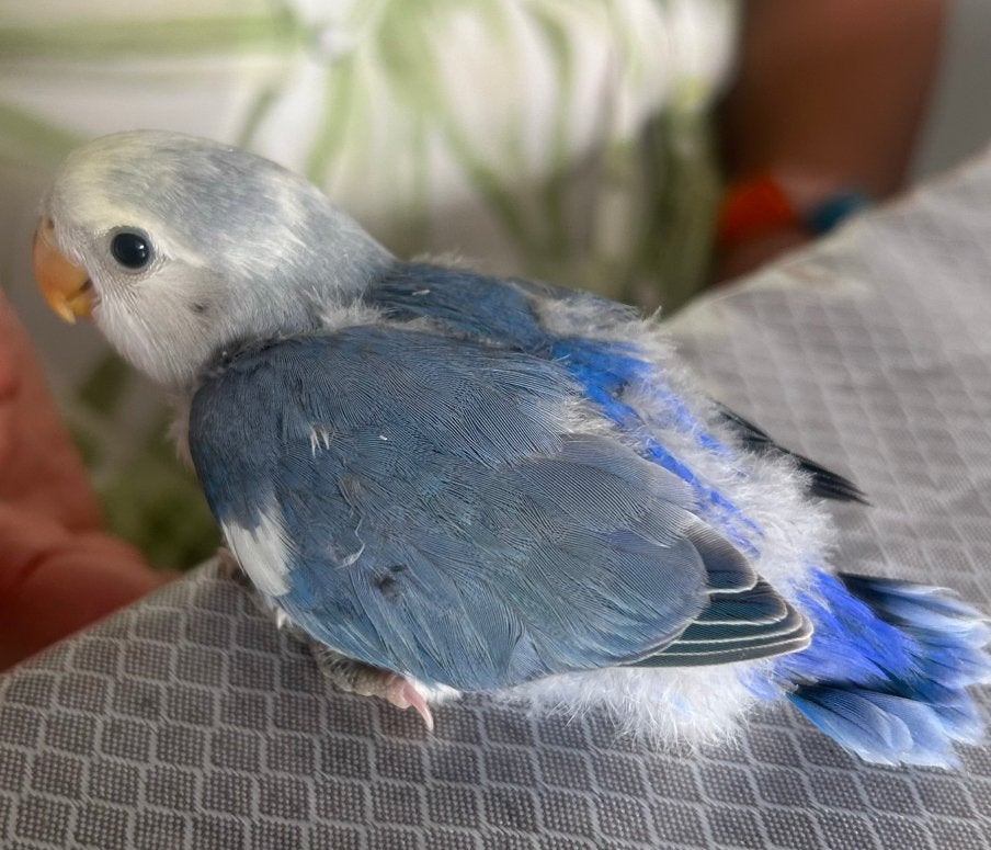 Agapornis jong, Geslacht onbekend, Dwergpapegaai of Agapornis, Tam