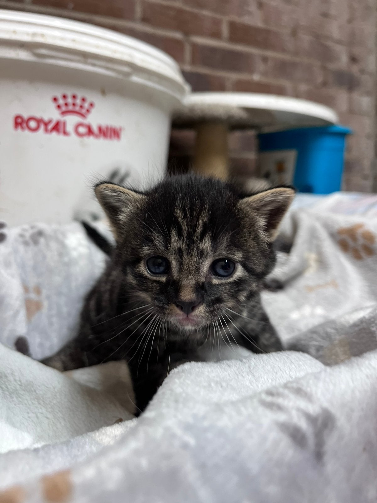 Lieve kittens te koop, Meerdere dieren, Ontwormd