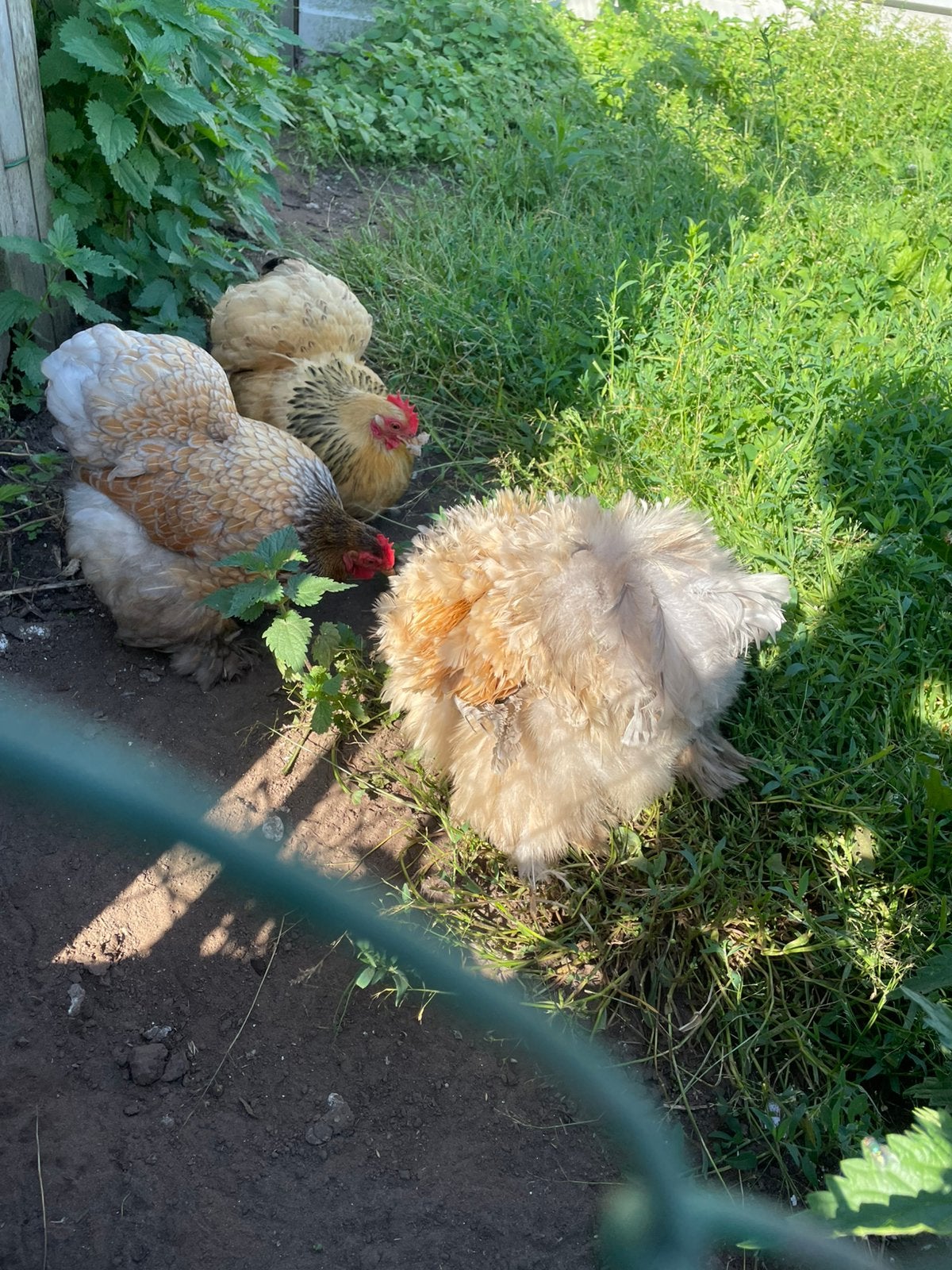 3 cochin krielen aan de leg, Dieren en Toebehoren, Vrouwelijk, Kip