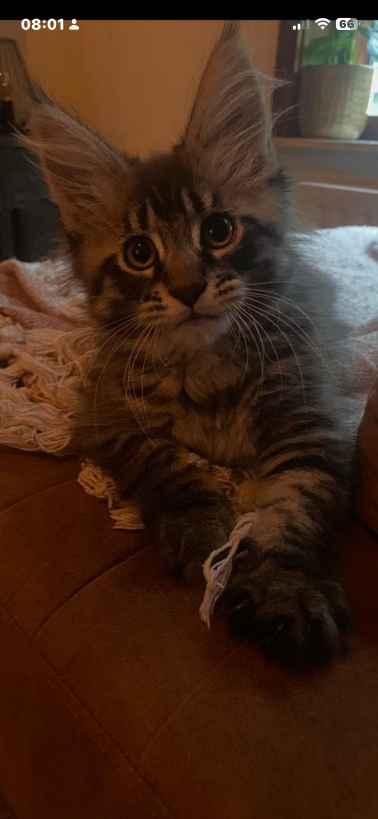 Maine Coon kitten Russische lijn, Dieren en Toebehoren, Katten en Kittens | Raskatten | Langhaar, Poes, Gechipt