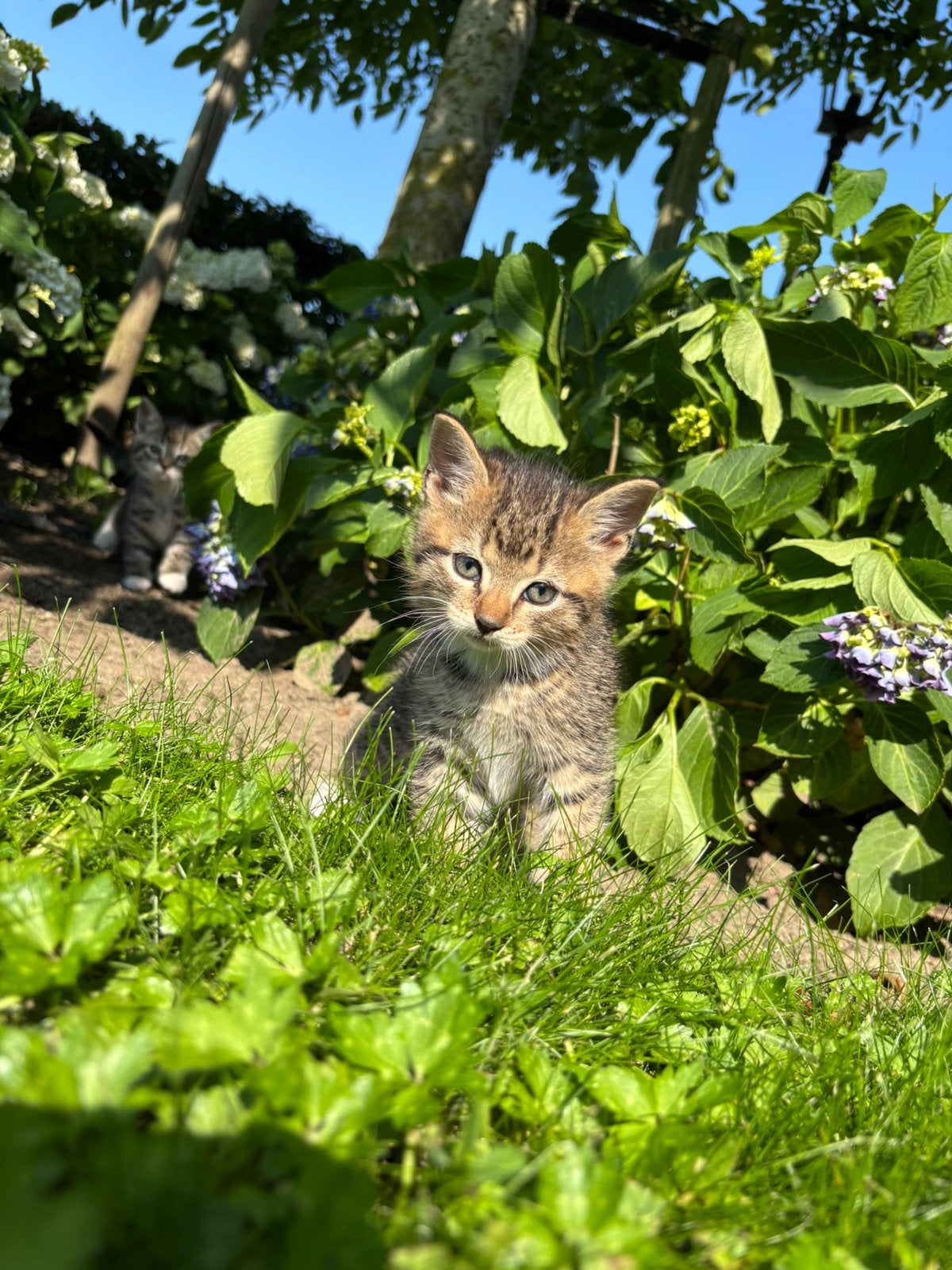 4 super lieve boerderij kittens, Poes, Kortharig, 0 tot 2 jaar