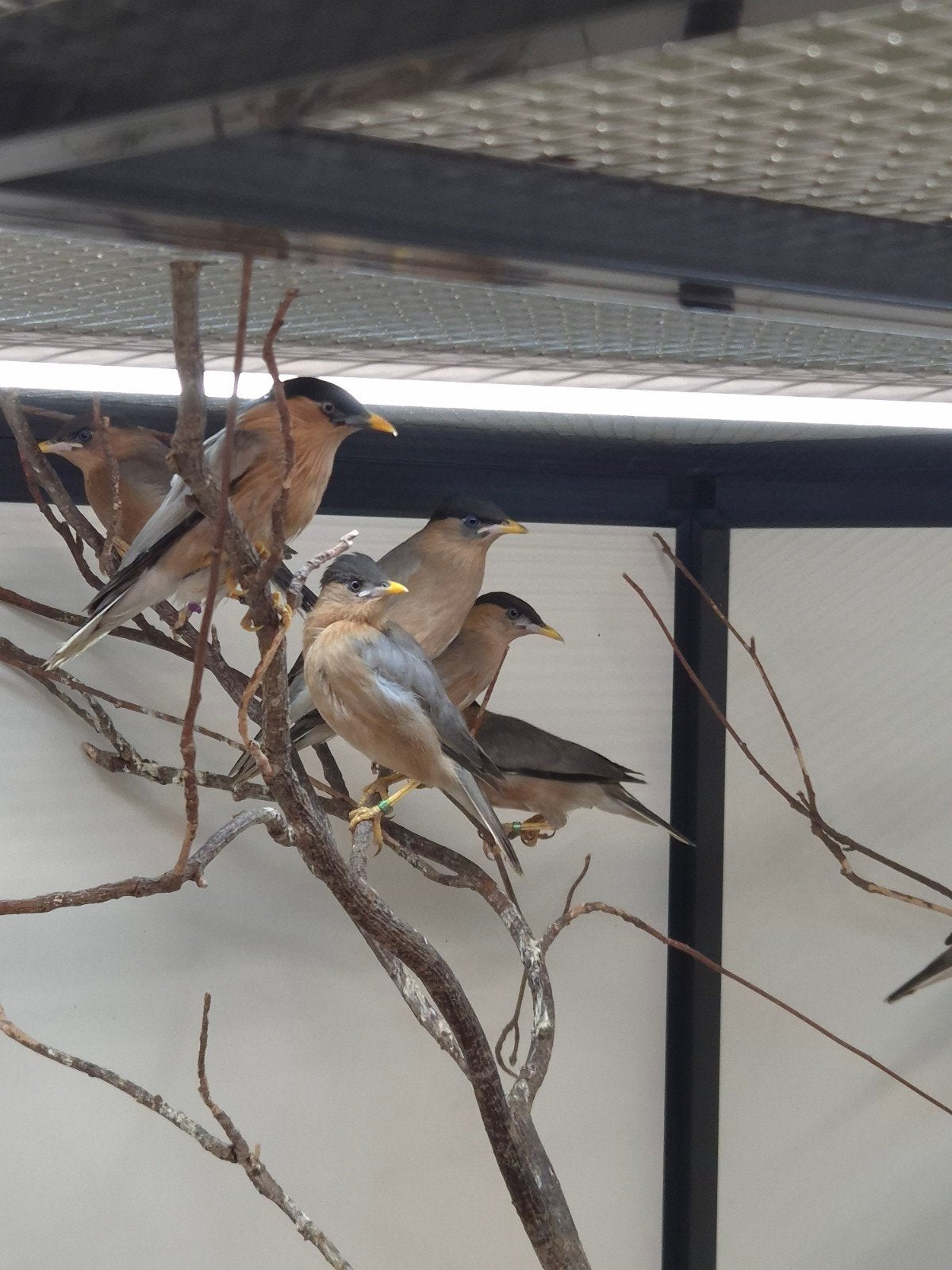 5-3 Pagode spreeuwen, Dieren en Toebehoren, Meerdere dieren, Tropenvogel, Geringd