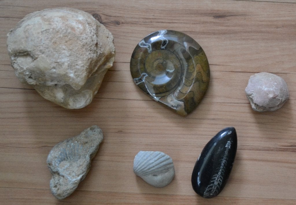 kleine verzameling fossielen 6 stuks ammoniet, Ophalen, Fossiel