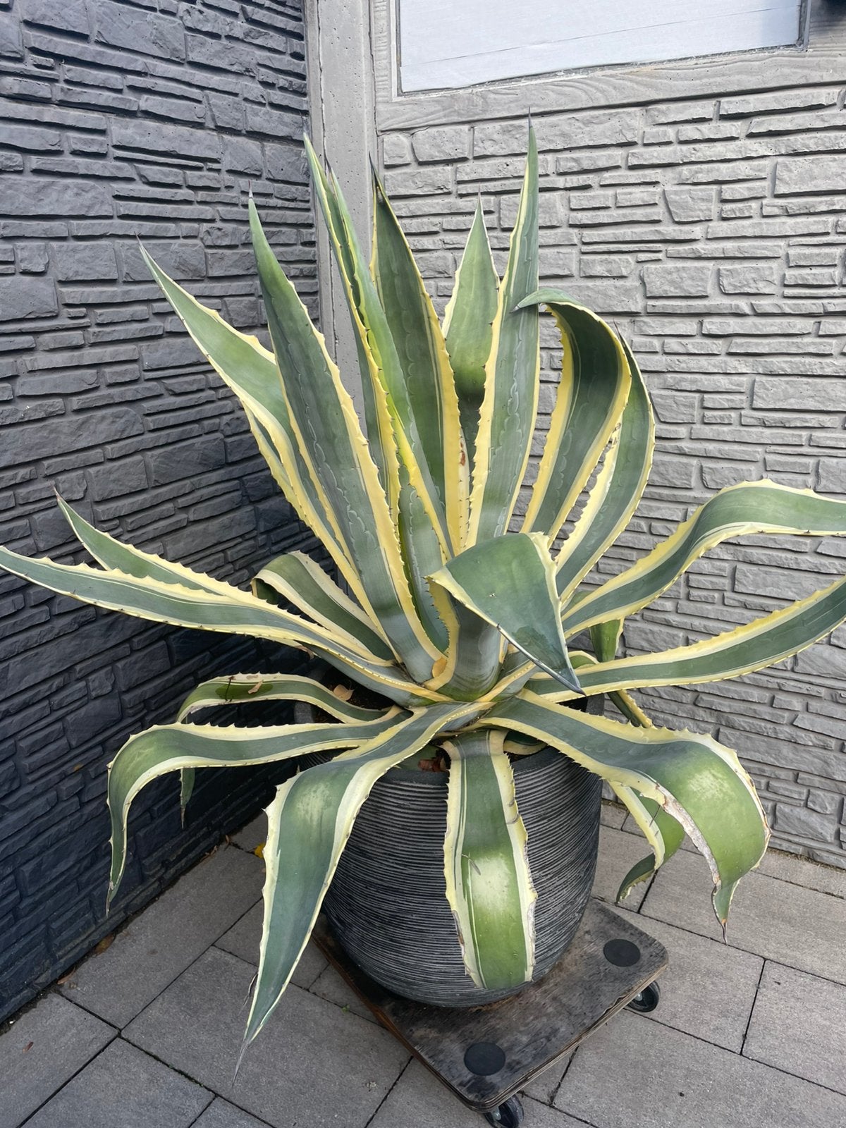 Mooie agave met pot., Ophalen of Verzenden, Bloeit niet, Overige soorten, Volle zon