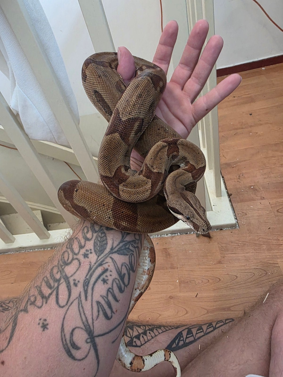 boa constrictor Boa Constrictor - male for sale from van doorn