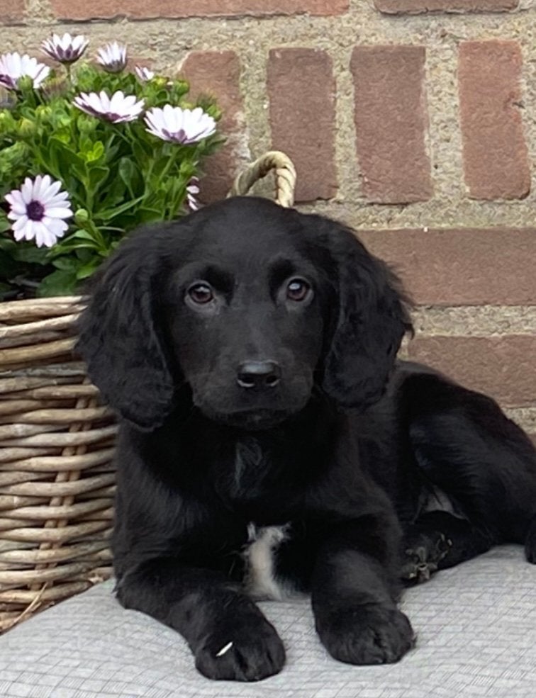 Hele mooie GOLDEN RETRIEVER x FRIESE STABIJ  pups - teefjes, Parvo, Nederland, 8 tot 15 weken, Meerdere