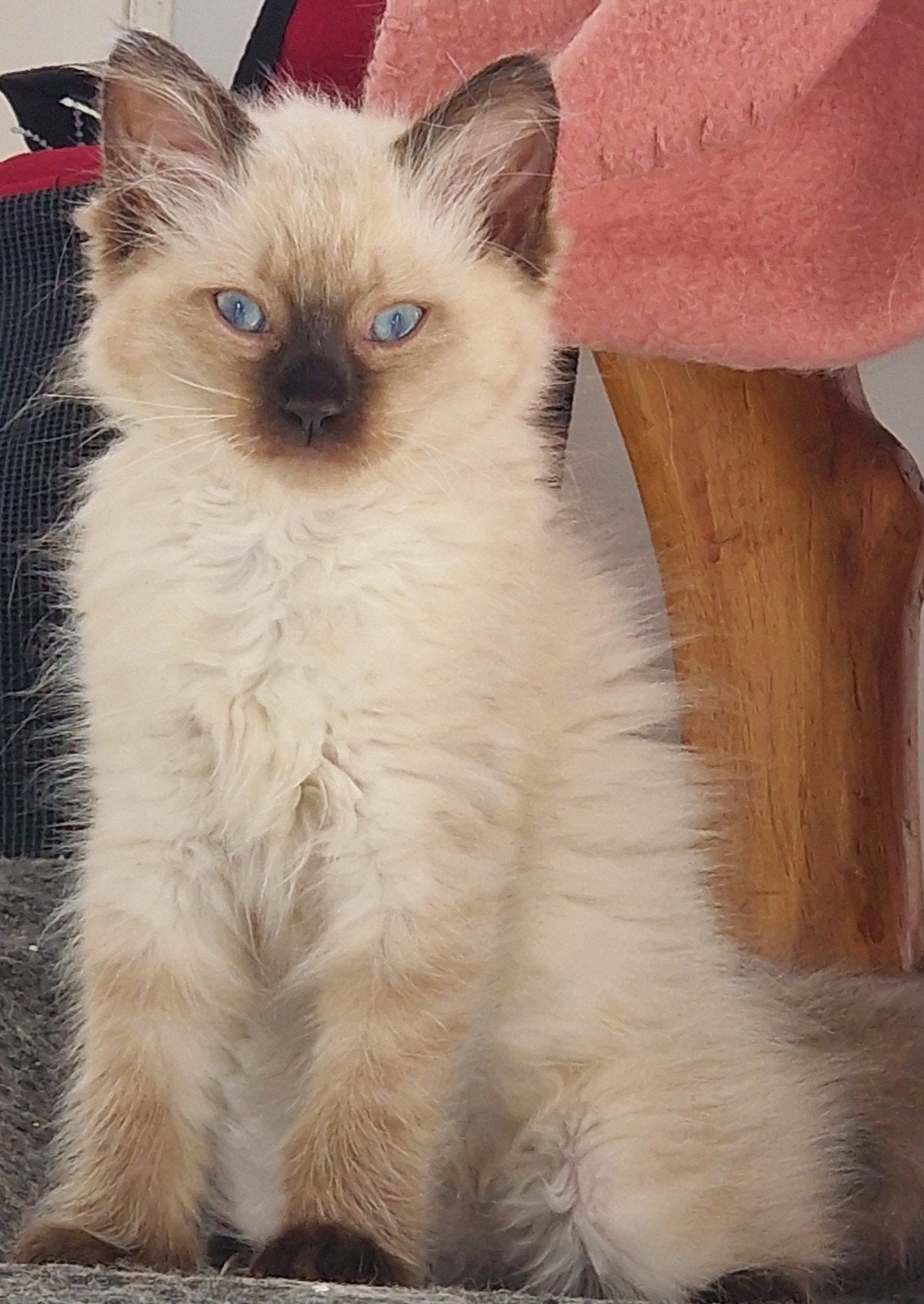 Ragdoll 100% kitten sealpoint poesje., Dieren en Toebehoren, Katten en Kittens | Raskatten | Langhaar, Poes, 0 tot 2 jaar, Ontwormd