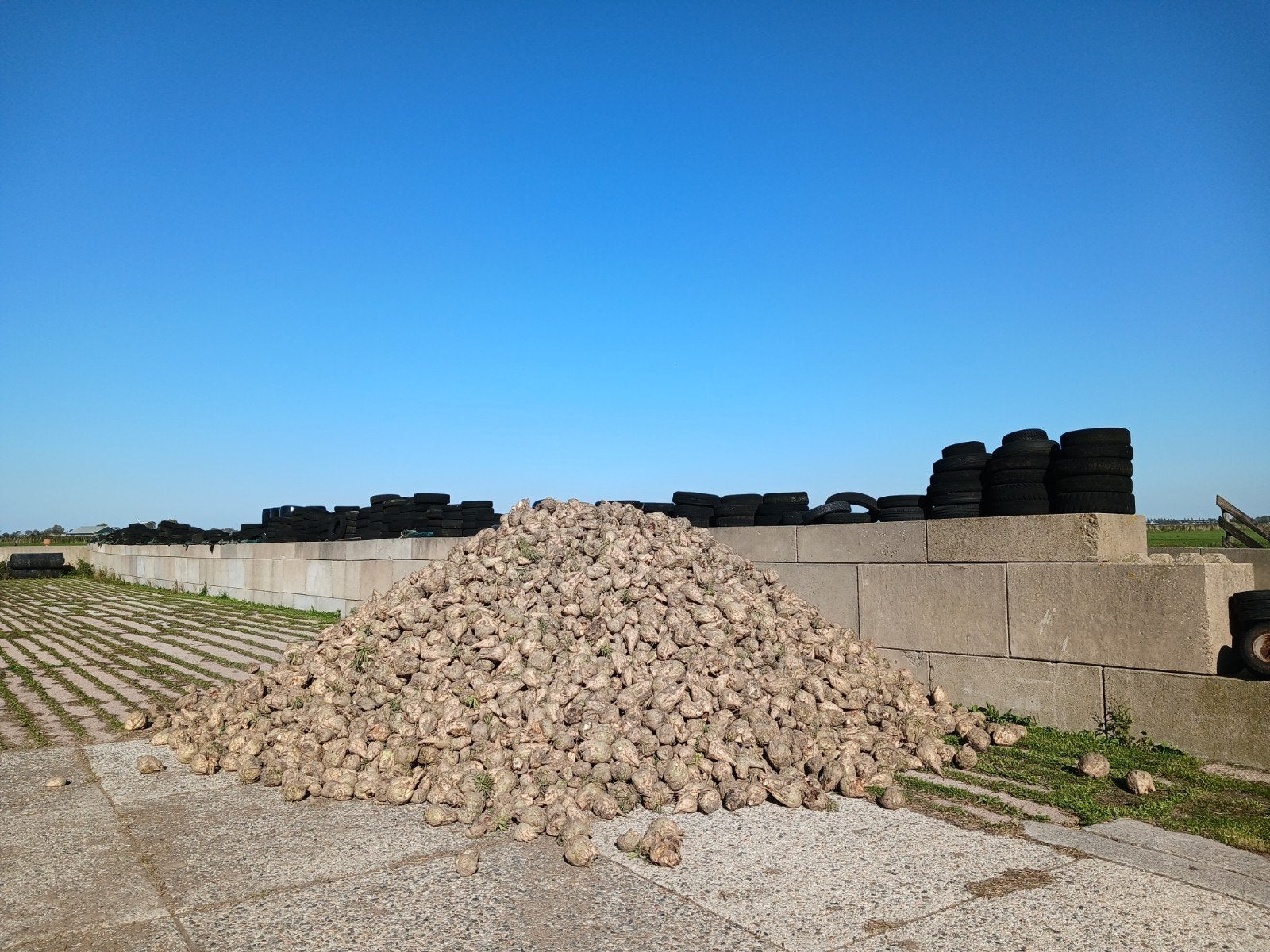 Voederbieten Feed Beets, Ophalen, Vee