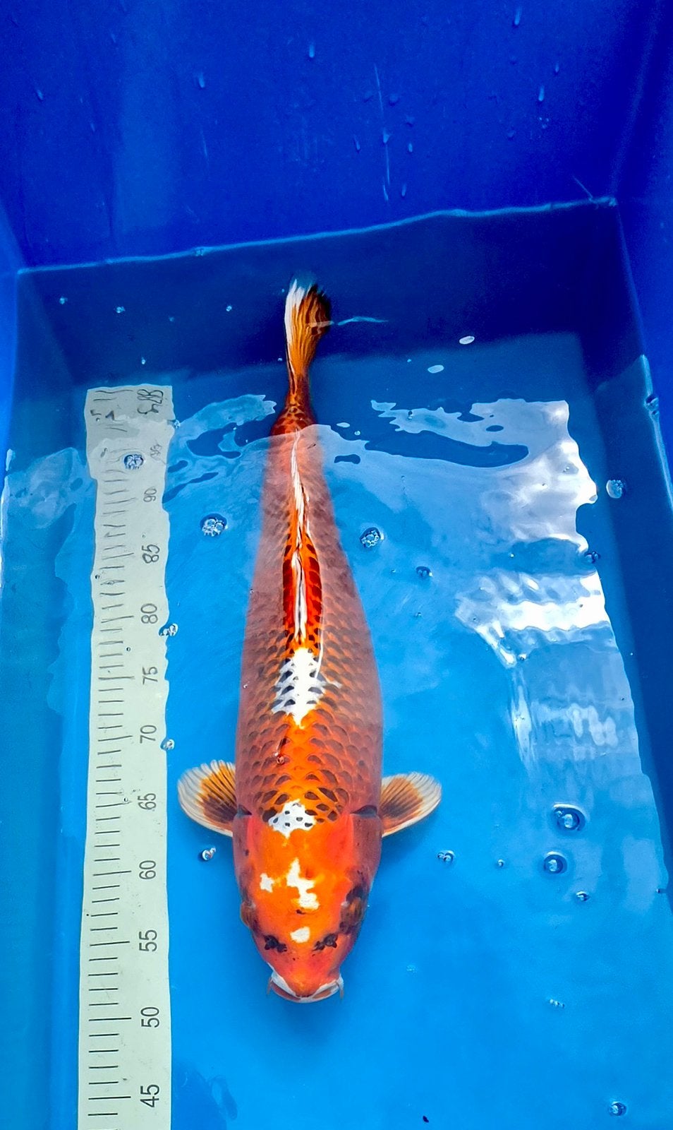 Japanse koi, Kujaku Kase, Dieren en Toebehoren, Vissen | Vijvervissen, Karper of Koi