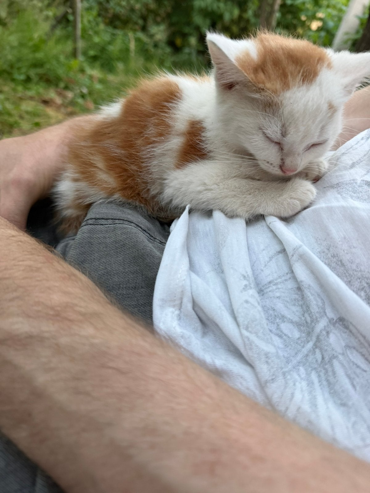 Jonge kittens, Meerdere dieren, Ontwormd, 0 tot 2 jaar
