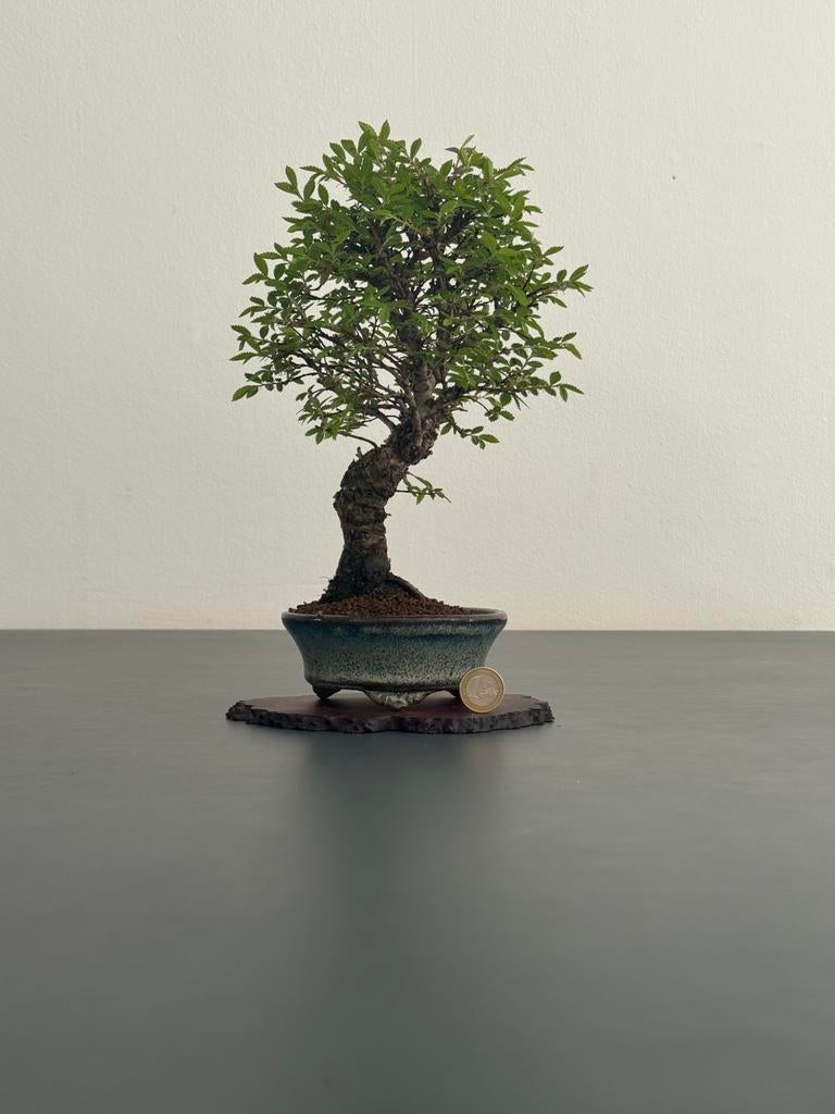 Ulmus parvifolia bonsai (25cm) #4, Bloeit niet, Halfschaduw, Minder dan 100 cm, Overige soorten