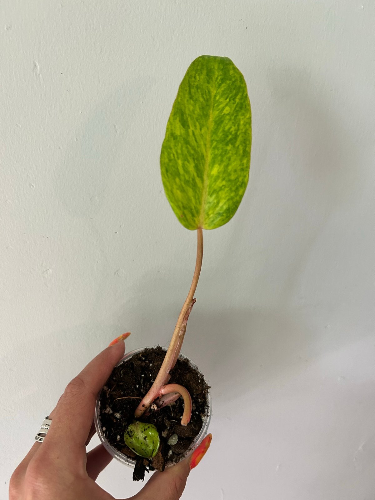 Philodendron Painted Lady - Unieke kamerplant, Huis en Inrichting, Kamerplanten, Minder dan 100 cm, Halfschaduw, Ophalen of Verzenden