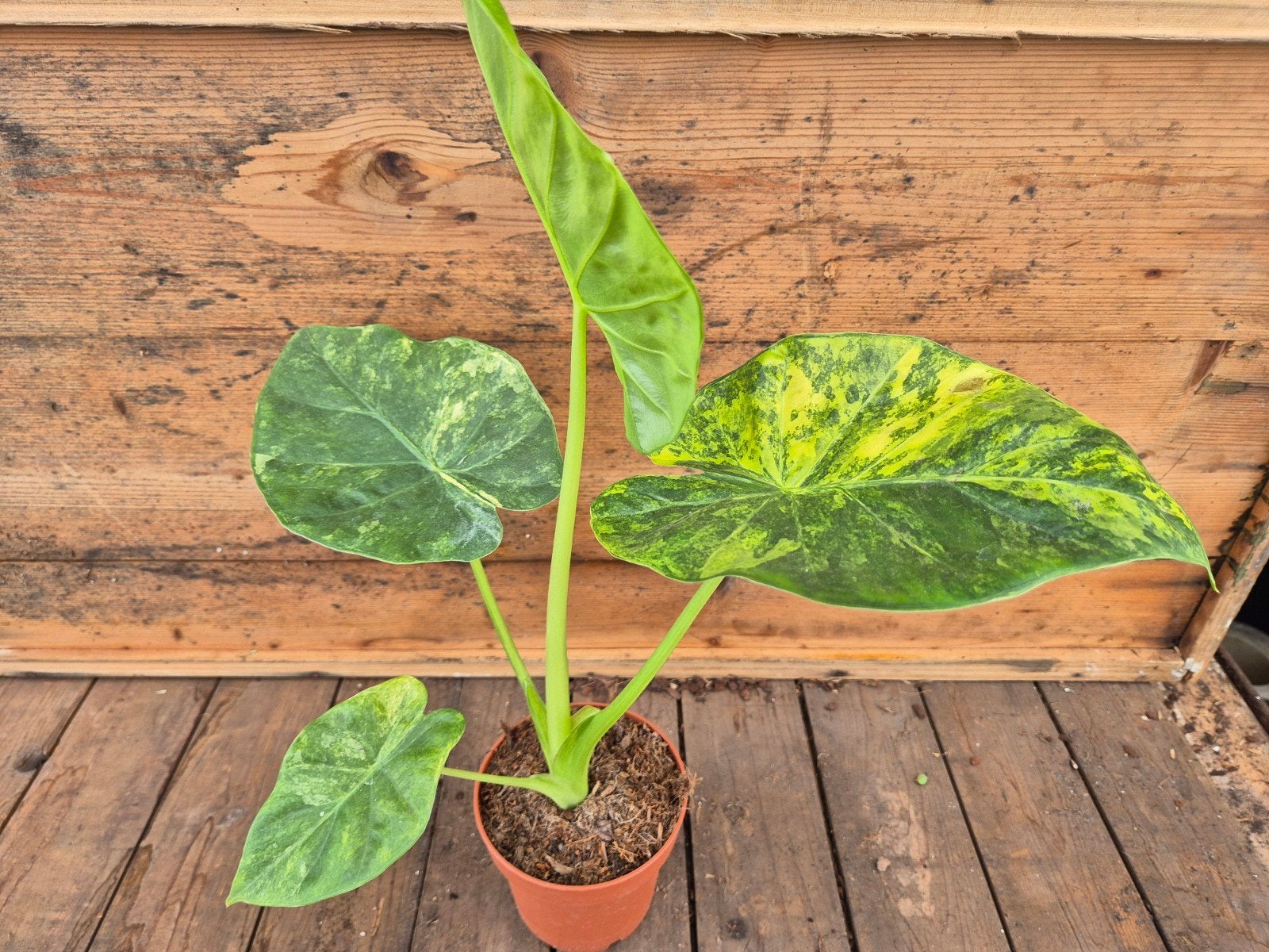 Alocasia Gageana Aurea Variegata p12 (1), Ophalen of Verzenden, Halfschaduw, Minder dan 100 cm