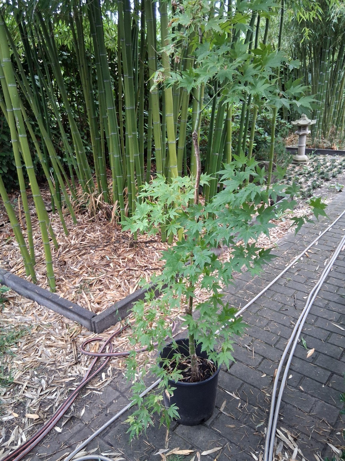 grote acer japanse esdoorn, Ophalen, Esdoorn