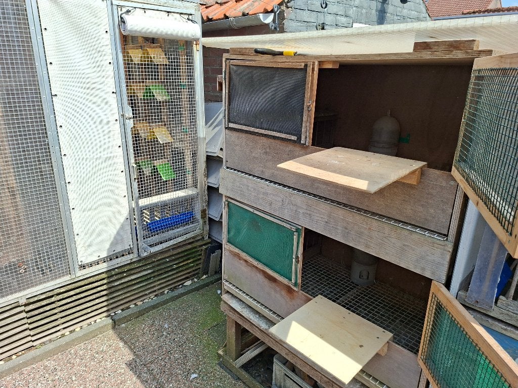 Mooi duivenhokje, Dieren en Toebehoren, Vogels | Duiven, Meerdere dieren, Overige soorten