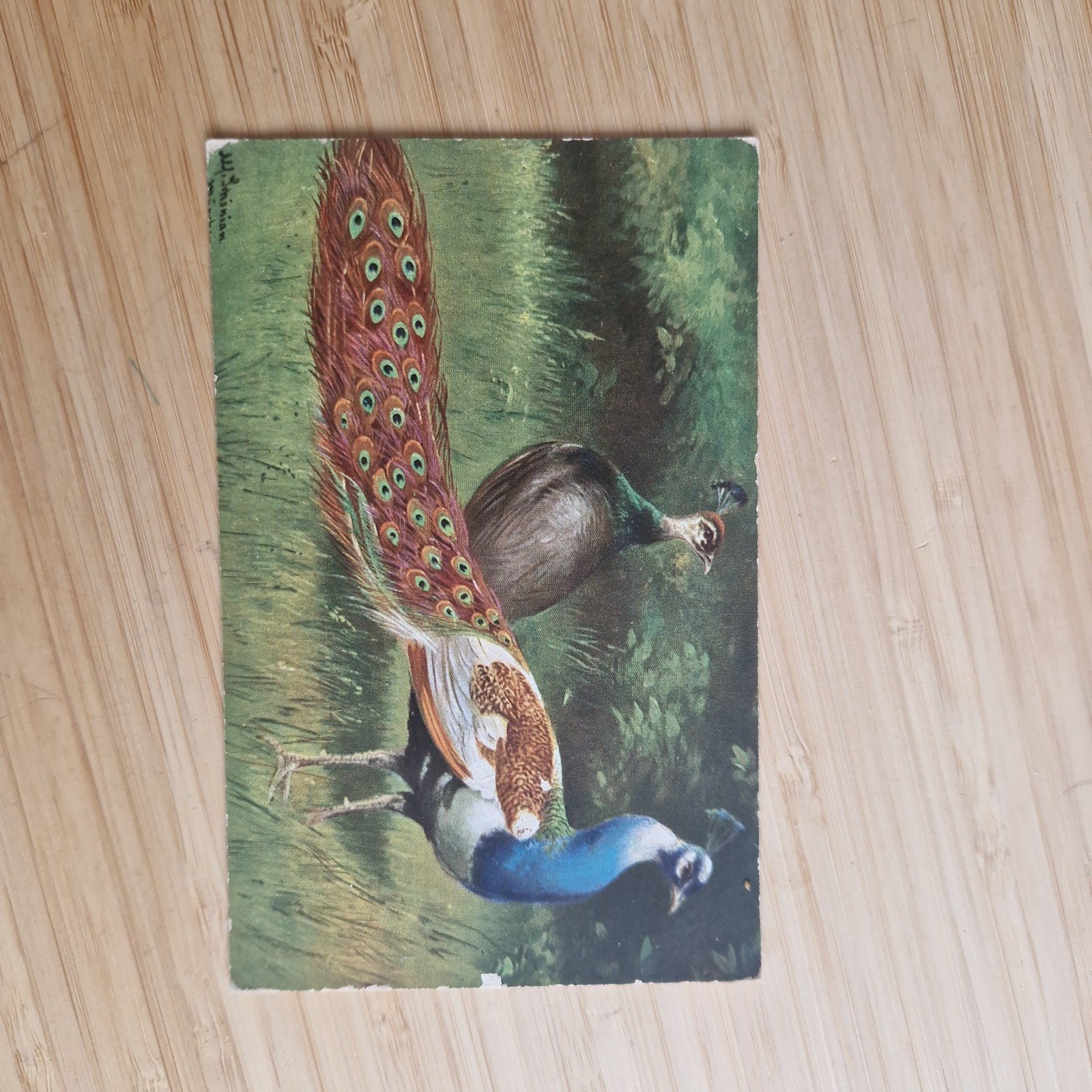 ansichtkaart pauw, Ophalen of Verzenden