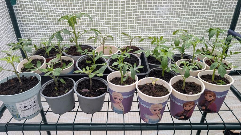 Jonge tomaten- en komkommerplantjes, Tuin en Terras, Kweekspullen, Nieuw, Ophalen of Verzenden