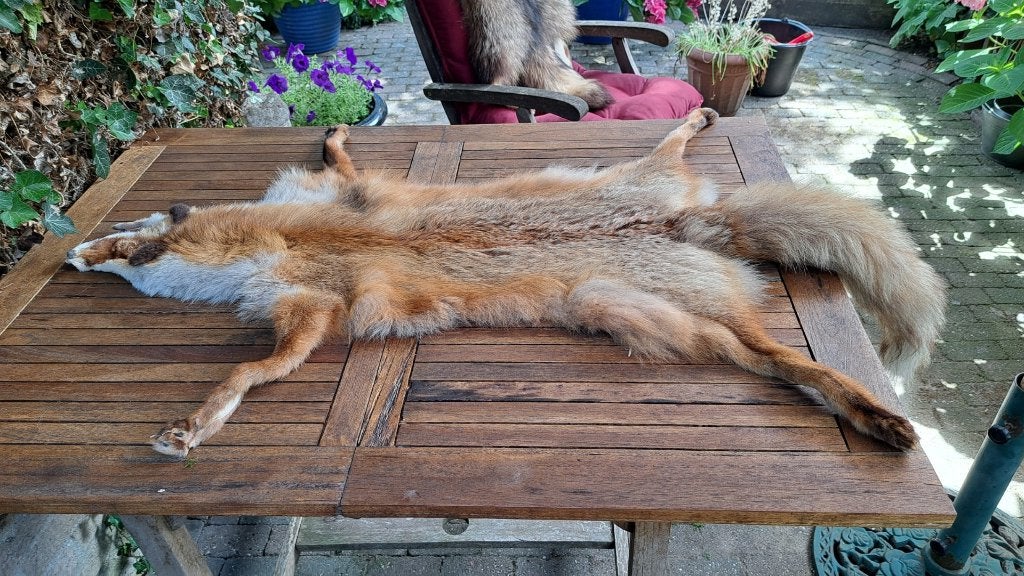 bont huid vel vos, Ophalen of Verzenden, Zo goed als nieuw, Wild dier, Opgezet dier