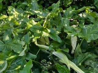 Arum maculatum of aronskelk, Ophalen, Lente, Overige soorten, Halfschaduw