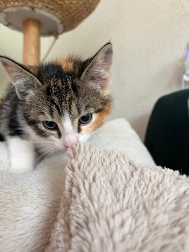 Kittens, Poes, 0 tot 2 jaar